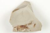Partial, Miocene Pea Crab (Pinnixa) Fossil - California #205070-1